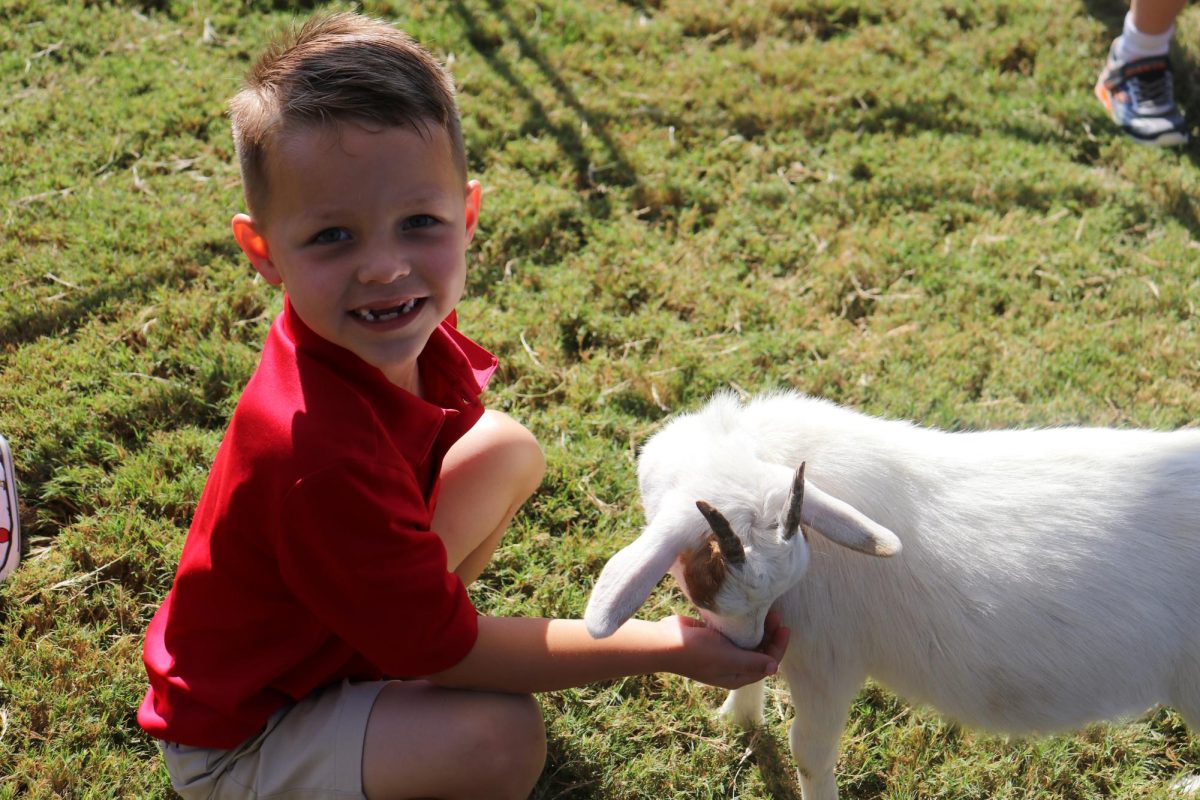 A Lower Schooler feeds a goat.