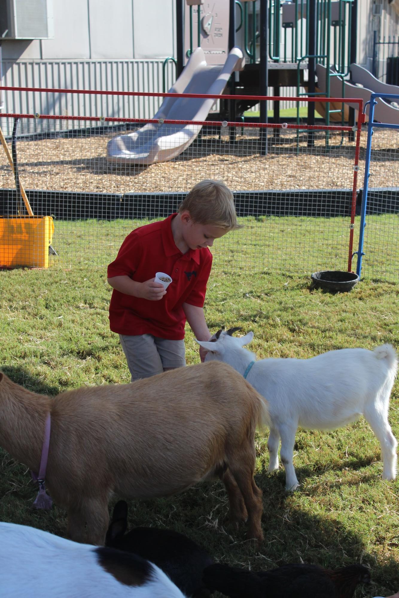 Cathy Critters Comes Makes a Visit to Lower School