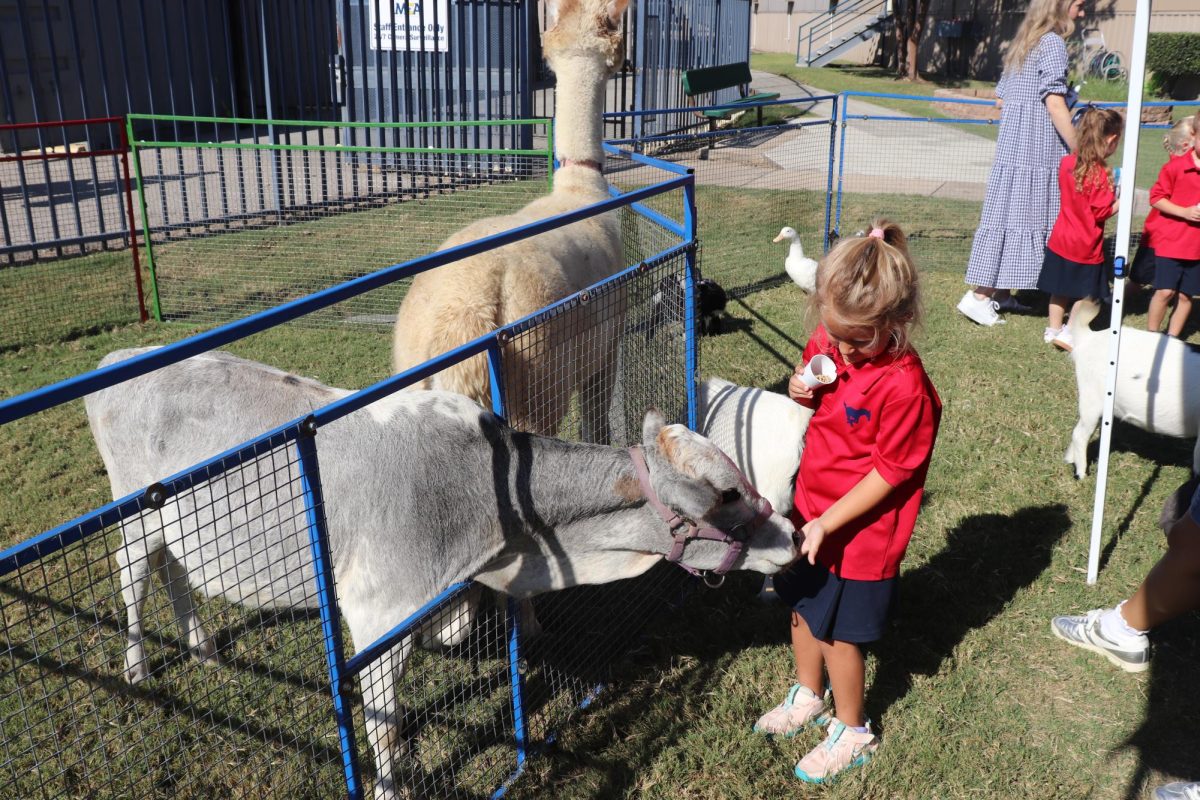 A Lower Schooler pets a llama.